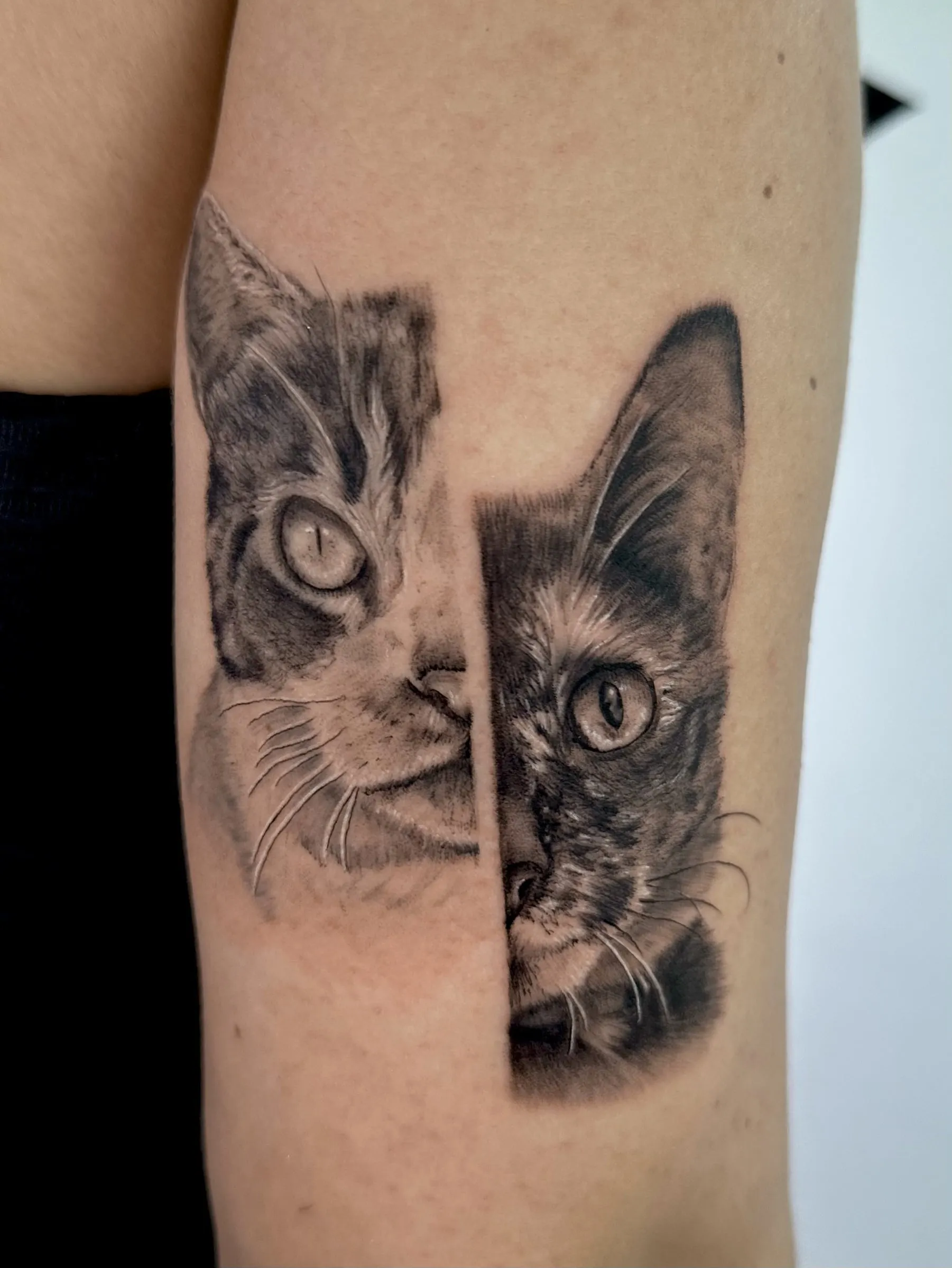 Retrato realista de dos gatos compuesto en dos mitades desplazadas, un gato atigrado y una gata carey, en el brazo