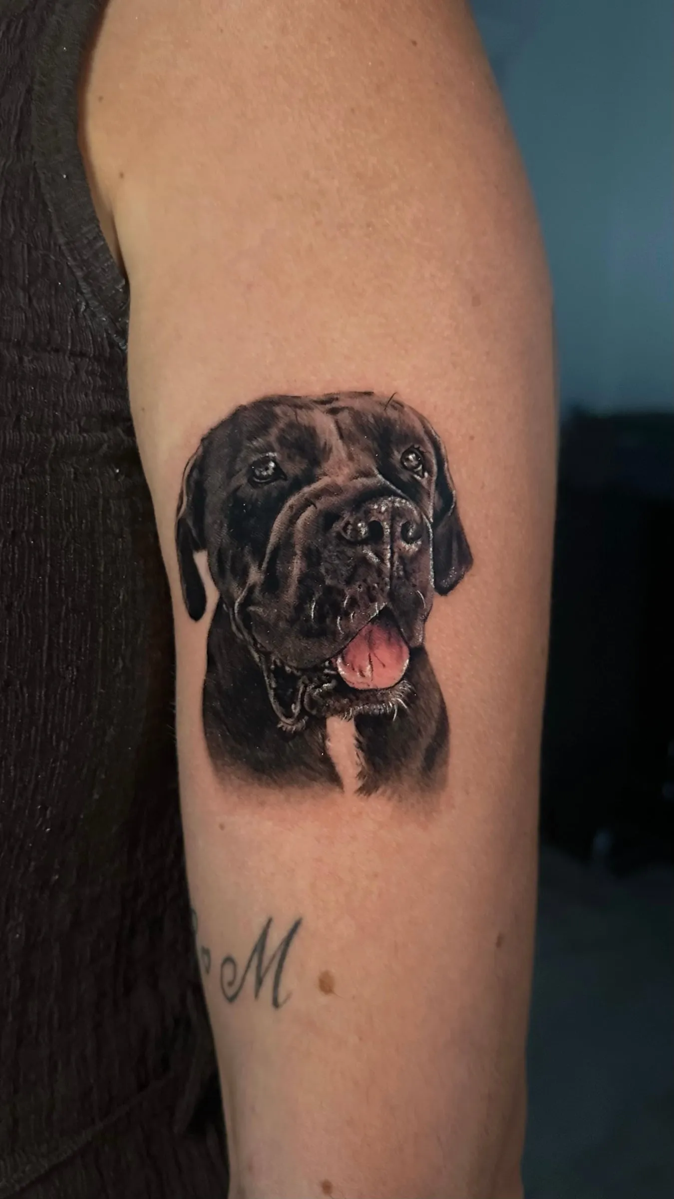 Retrato realista de un perro negro grande de tipo moloso con la lengua asomando, en el brazo