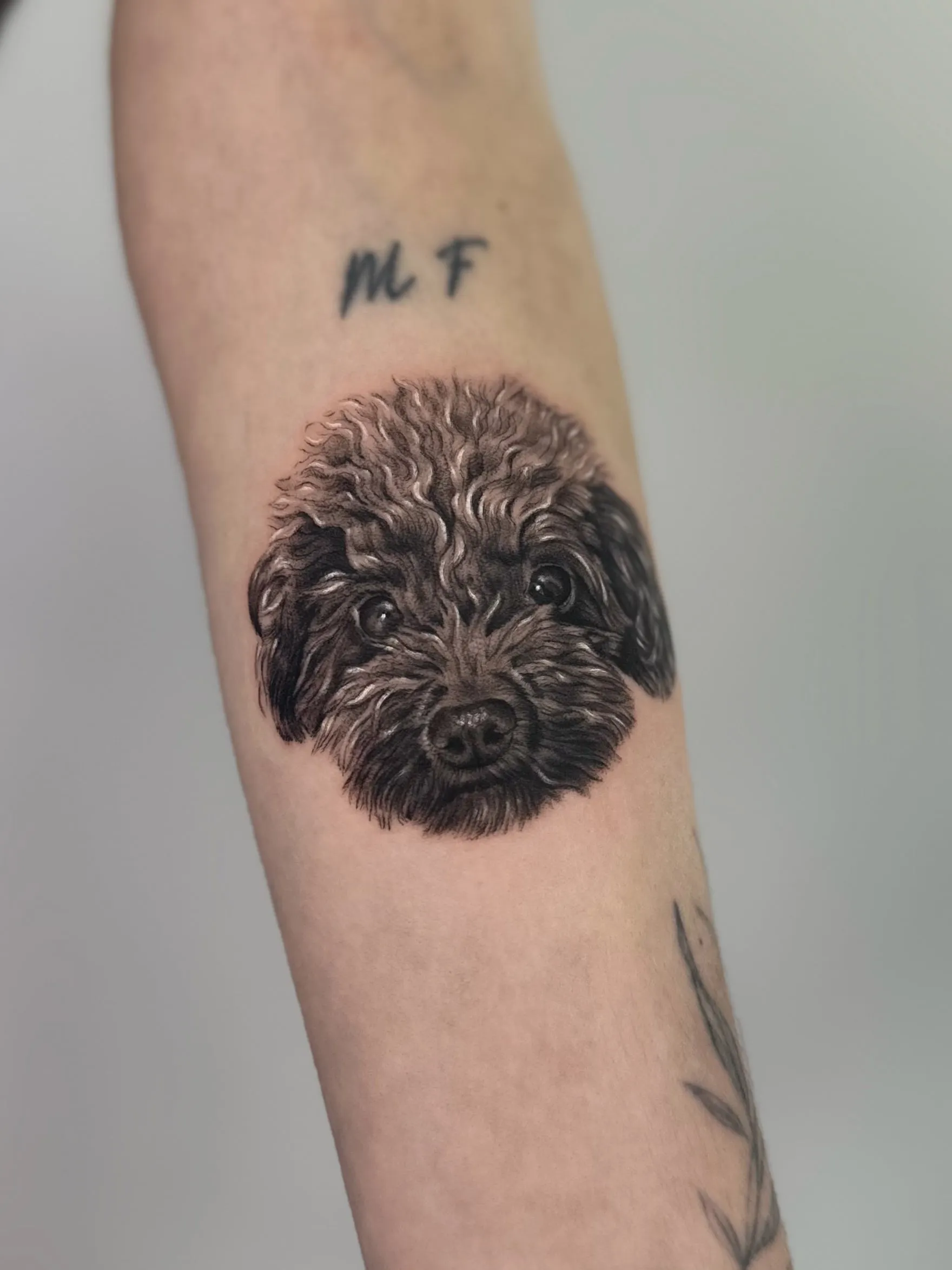 Retrato realista en negro y gris de un perro de pelo rizado tipo caniche, de frente, en el antebrazo