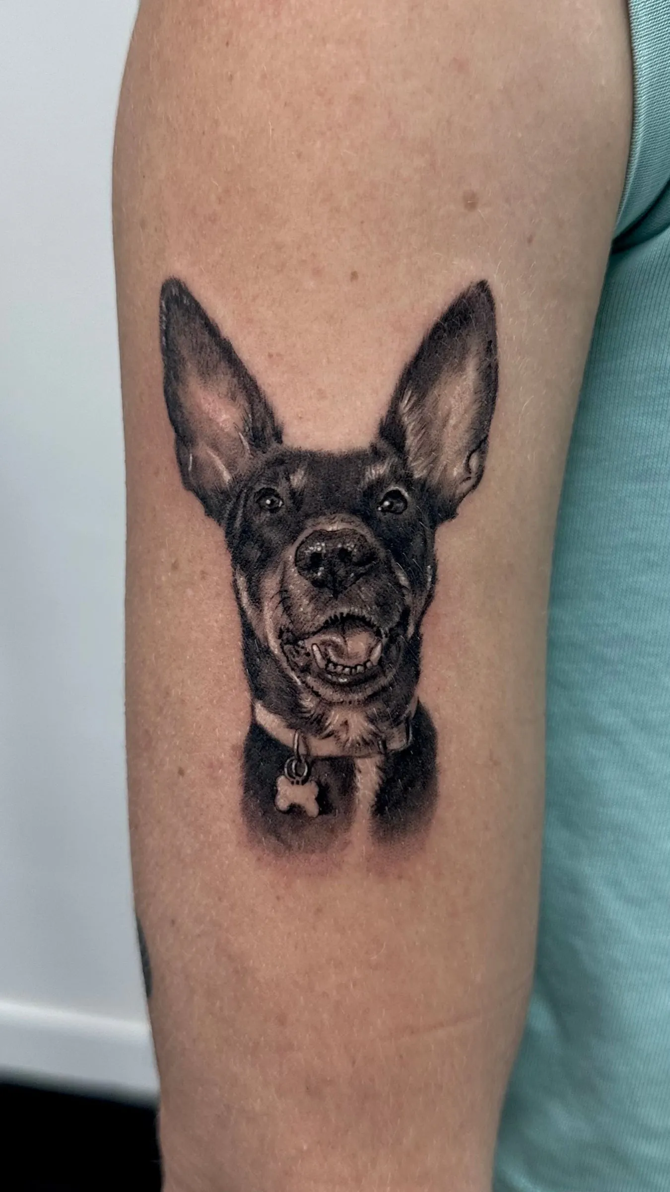 Retrato realista en negro y gris de un perro de orejas grandes y tiesas con collar y chapa de hueso, en el brazo