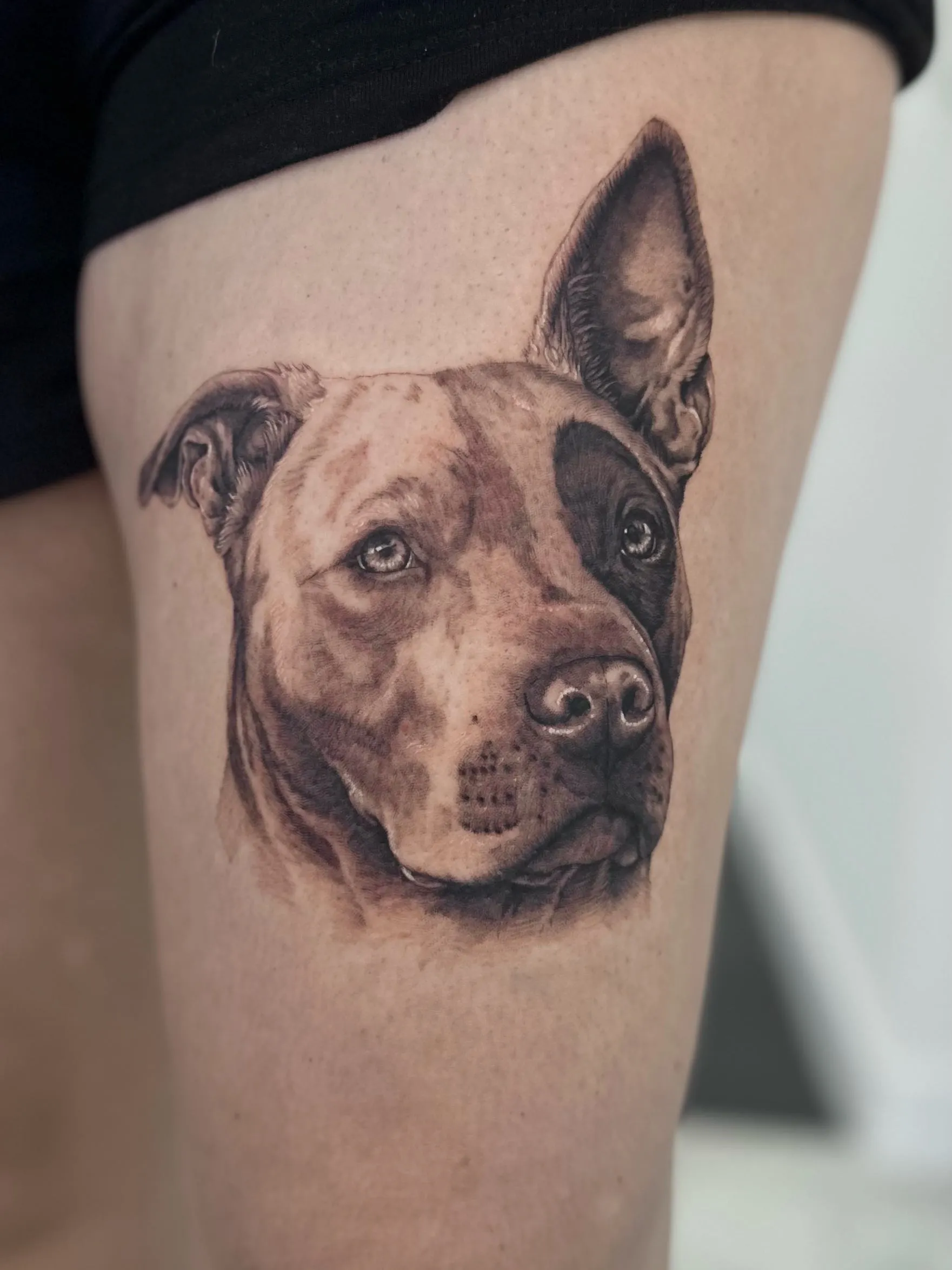 Retrato realista en negro y gris de un perro con una oreja levantada y una mancha oscura alrededor del ojo, en el muslo